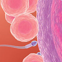 Fertility and Pregnancy Testing