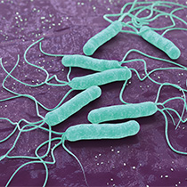 Easy-Card <em>Helicobacter pylori</em> Antigen Test Kit