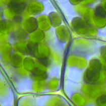 Plant Cell Culture Reagents