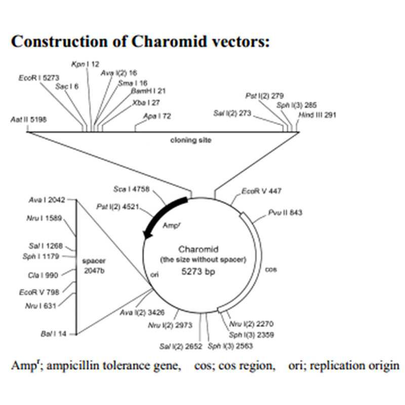Charomid 9-42 DNA