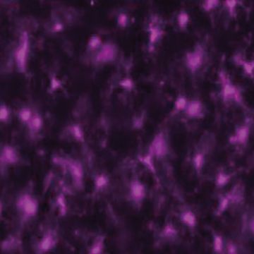 Anti-Iba1 rabbit polyclonal antibody conjugated with red fluorochrome 635 for immunocytochemistry mouse rat c-terminus specific microglia Wako