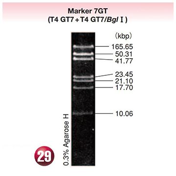 DNA Molecular Weight Marker Ladder Electrophoresis 7 GT T4 GT7  DNA <i>Bgl</i> I 5x10&#0181;g Wako