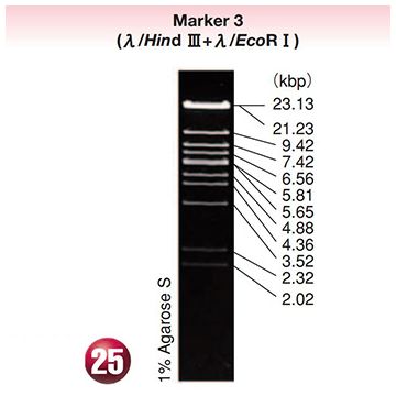 DNA Molecular Weight Marker Ladder Electrophoresis 3 lambda DNA <i>Hind</i> ? <i>Eco</i>R I digest mix 5x80&#0181;g Wako