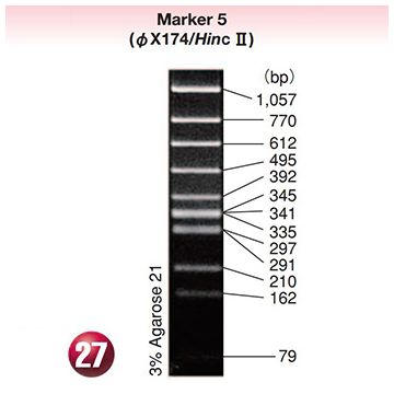 DNA Molecular Weight Marker Ladder Electrophoresis 5 phiX174 phage DNA <i>Hinc</i> II  digest 5x15&#0181;g Wako