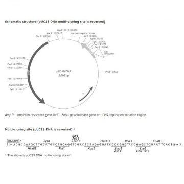 pUC 18 DNA plasmid cloning 15&#181;g  Nippon Gene Wako