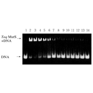 Taq Mut S DNA repair enzyme deletion insertion mutation detection Nippon Gene Wako
