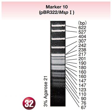 DNA Molecular Weight Marker Ladder Electrophoresis 10 pBR322 plasmid DNA <i>Msp</i> I  digest 15&#0181;g Wako