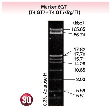 DNA Molecular Weight Marker Ladder Electrophoresis 8 GT T4 GT7  DNA <i>Bgl</i> II 10&#0181;g Wako
