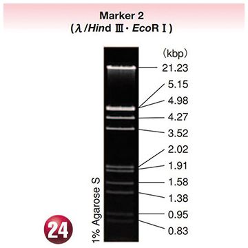 DNA Molecular Weight Marker Ladder Electrophoresis 2 lambda DNA <i>Hind</i> ? <i>Eco</i>R I digest 80&#0181;g Wako