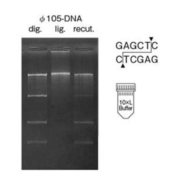 Restriction Endonuclease Sac II DNA Cleavage 700U Nippon Gene Wako