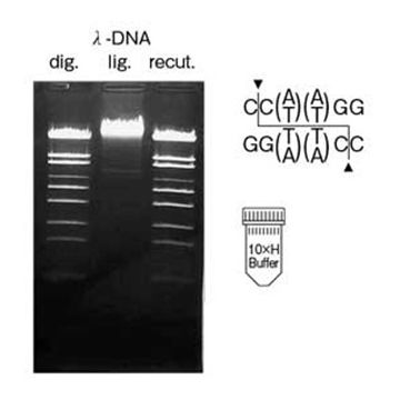Restriction Endonuclease Sty I DNA Cleavage 10 x 2000U Nippon Gene Wako