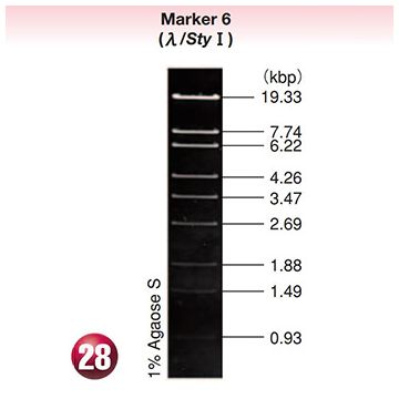 DNA Molecular Weight Marker Ladder Electrophoresis 6 lambda DNA <i>Sty</i> I 80&#0181;g Wako