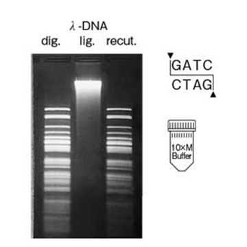 Restriction Endonuclease Sca I DNA Cleavage 5 x 1000U Nippon Gene Wako