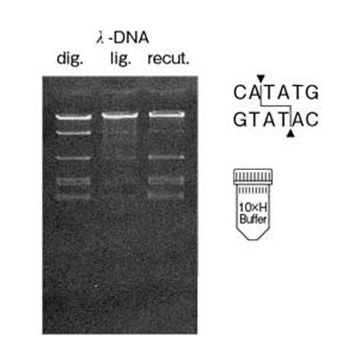 Restriction Endonuclease Nde I DNA Cleavage 60U Nippon Gene Wako