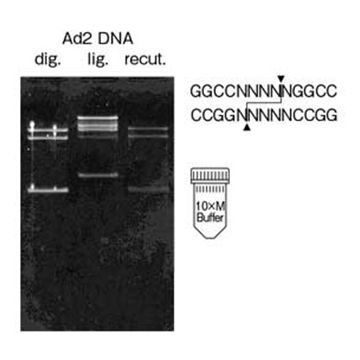 Restriction Endonuclease Sfi I DNA Cleavage 100U Nippon Gene Wako