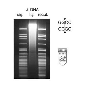 Restriction Endonuclease Hae III (high conc.) DNA Cleavage 3400U Nippon Gene Wako