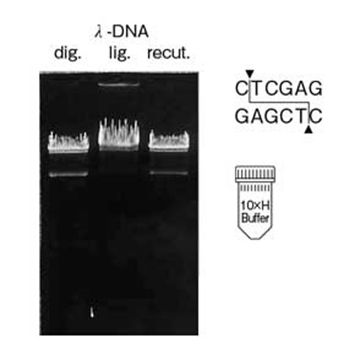 Restriction Endonuclease Xho I (high conc.) DNA Cleavage 5000U Nippon Gene Wako