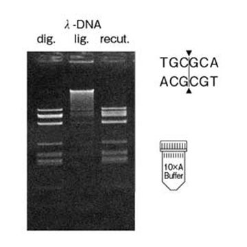 Restriction Endonuclease Fsp I DNA Cleavage 10 x 100U Nippon Gene Wako