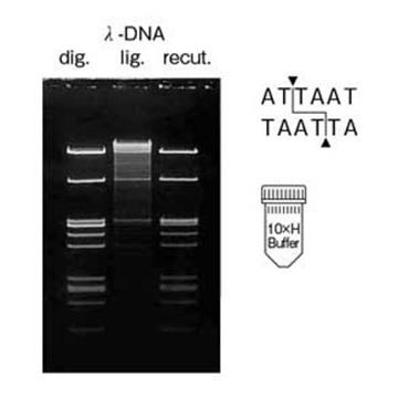 Restriction Endonuclease Ase I DNA Cleavage 300U Nippon Gene Wako