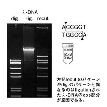 Restriction Endonuclease Age I DNA Cleavage 5x80U Nippon Gene Wako