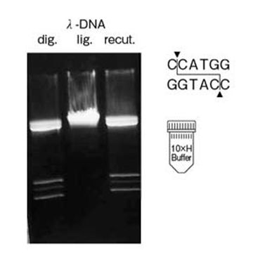 Restriction Endonuclease Nco I (high conc.) DNA Cleavage 400U Nippon Gene Wako