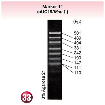 DNA Molecular Weight Marker Ladder Electrophoresis 11 pUC19 plasmid DNA <i>Msp</i> I  digest 15&#0181;g Wako