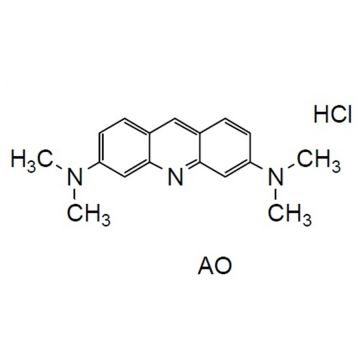 AO Acridine Orange Solution (1mg/ml H<sub>2</sub>O) 1ml Cellstain&#174; Dojindo Laboratories Wako