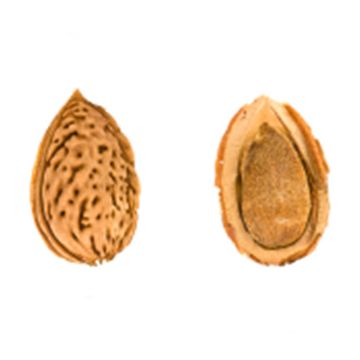 Almond allergen for use with B&#220;HLMANN CAST&#174; ELISA and Flow CAST&#174; assays 4 stimulations