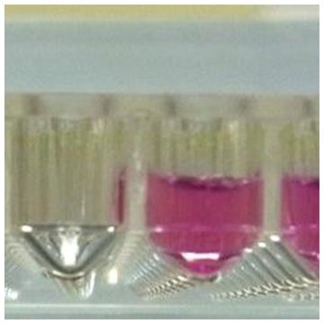 Cell Culture plate 96 V-shaped well 0.3ml base low adhesion stem cell 3D Embryoid bodies PrimeSurface® Sumilon Sumitomo Bakelite Wako