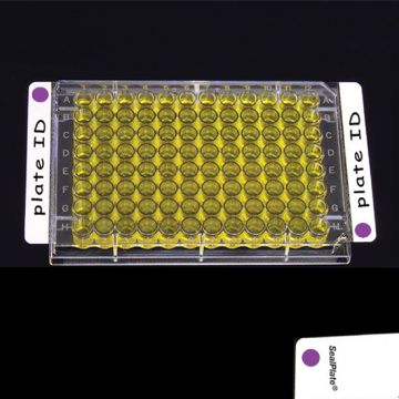 Sealing Film Clear SealPlate&#174; ColorTab&#8482; with lavender colour end tab dots non sterile sheets for ELISA, EIA, & similar assays  Pack of 100