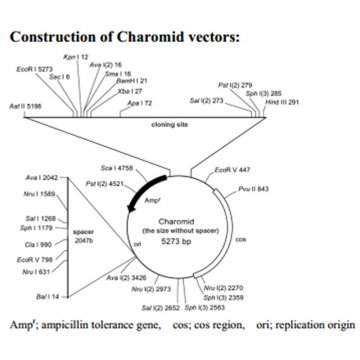 Charomid 9-36 DNA